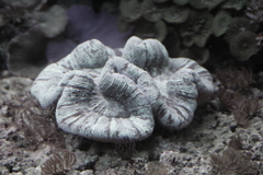 Killikus&reg; Fotographie